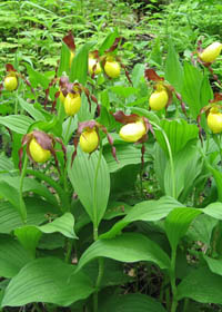 Cypripedium pubescens